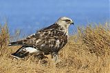 Rough-legged Hawk